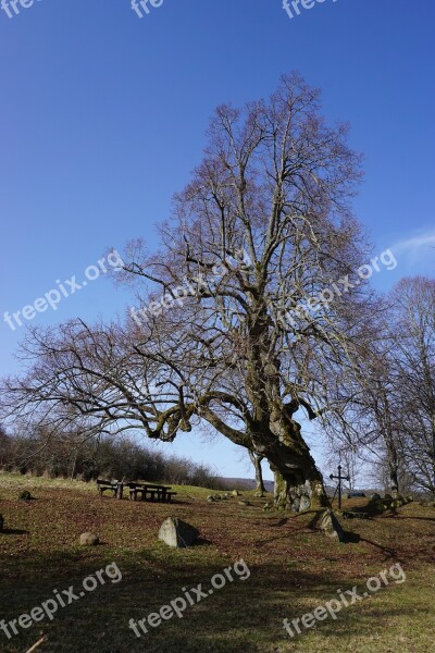 Linde Nature Sunny Cross Trees