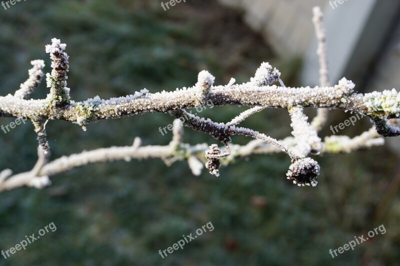 Branch Nature Hoarfrost Winter Plant