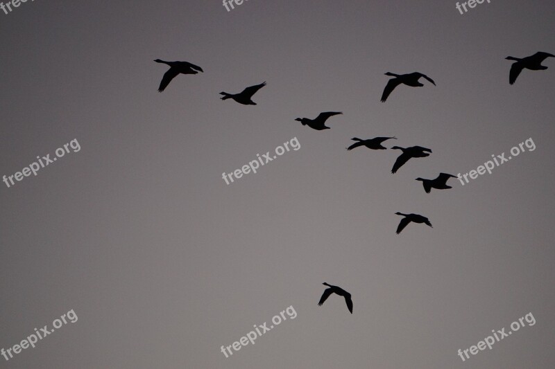 Wild Geese Sky Flying Birds Nature