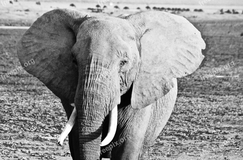 Kenya Elephant Amboseli Free Photos