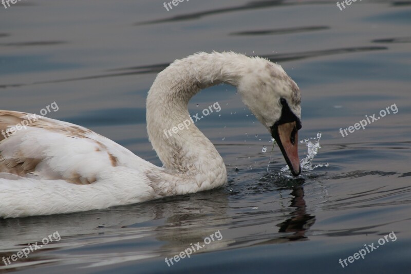 Stork Water Marine Free Photos