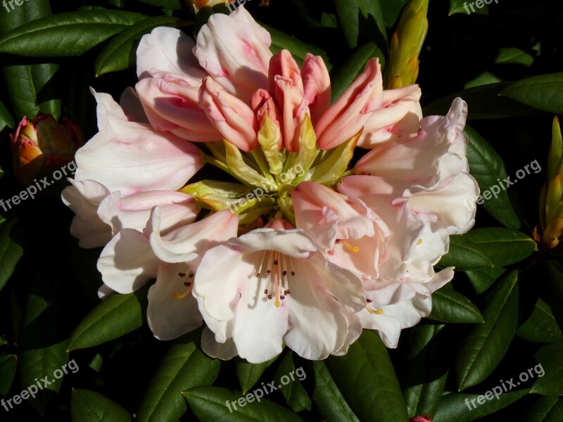 Azalea Pink Blossom Bloom Rhododendron