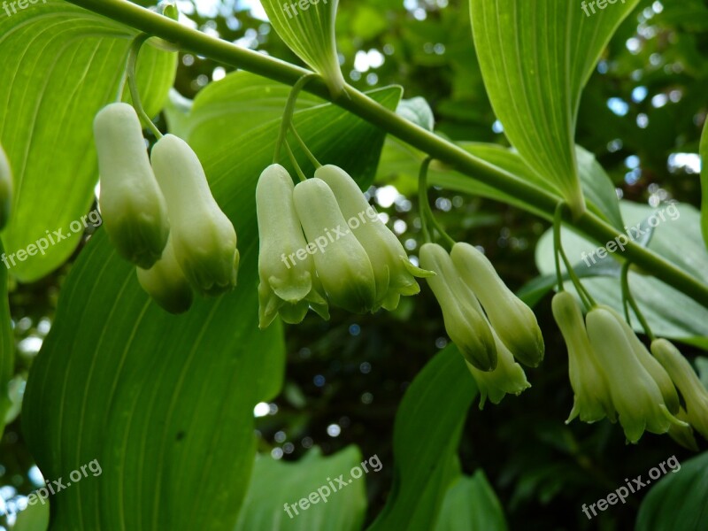 Solomon's Seal Flowers Close Up Flower White