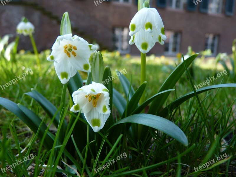 Snowflake Spring F Maerzgloeckchen Bloom