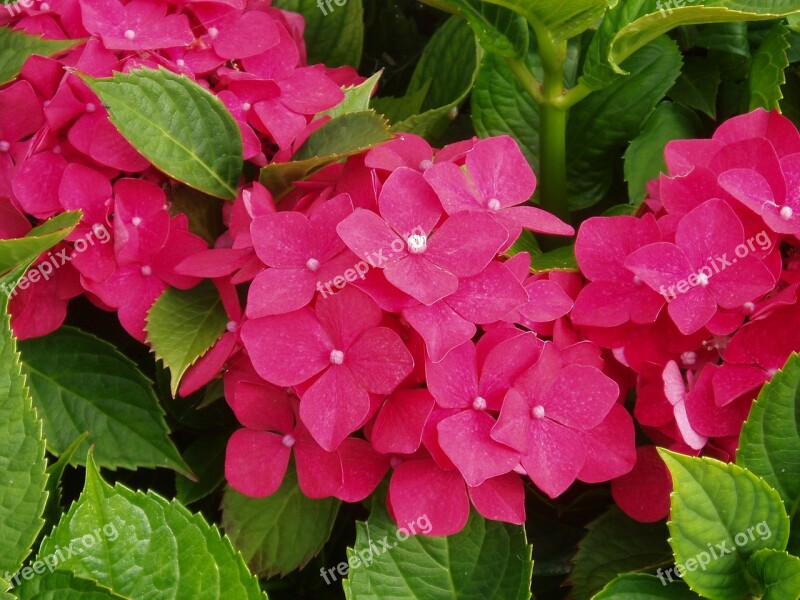 Hydrangea Red Flower Blossom Bloom