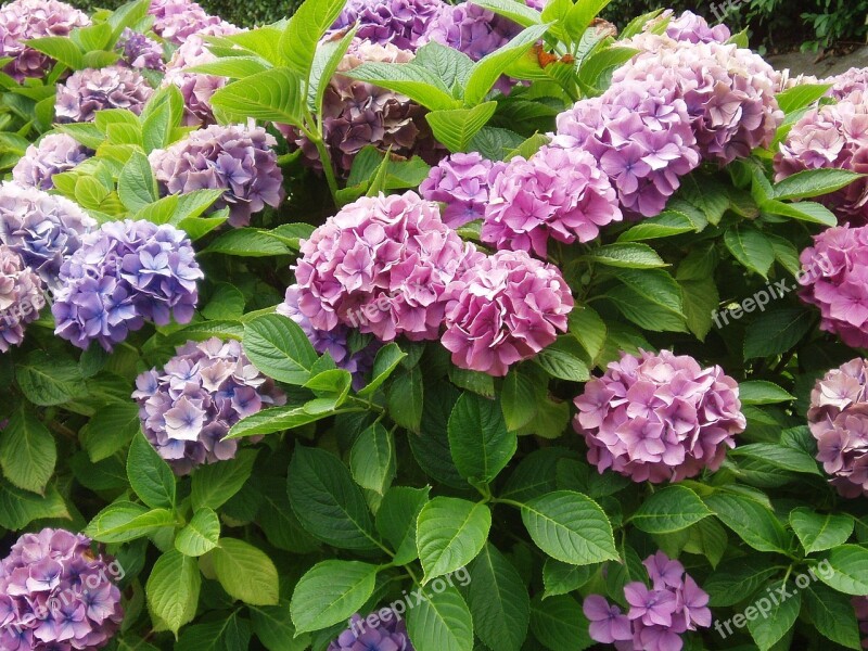 Hydrangea Plant Bush Pink Flower