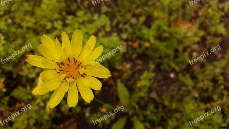 Yellow Flower Flower Yellow Nature Spring