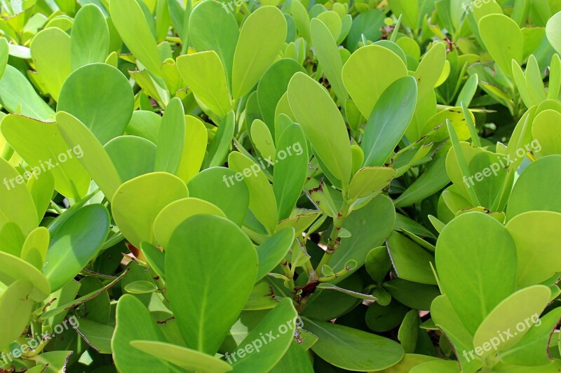 Tropical Plants Texture Background Plant Texture Tropical