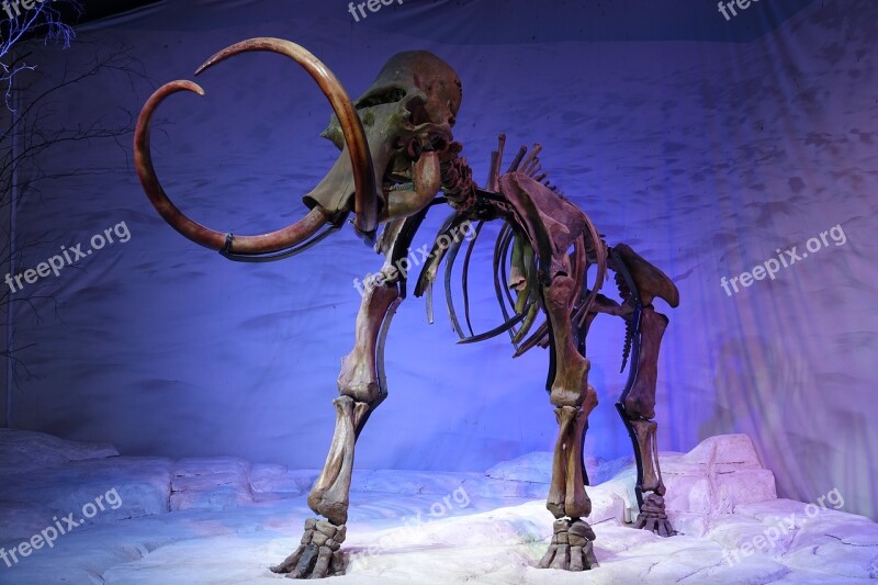 Mammoth Skeleton Prehistoric Fossil Old