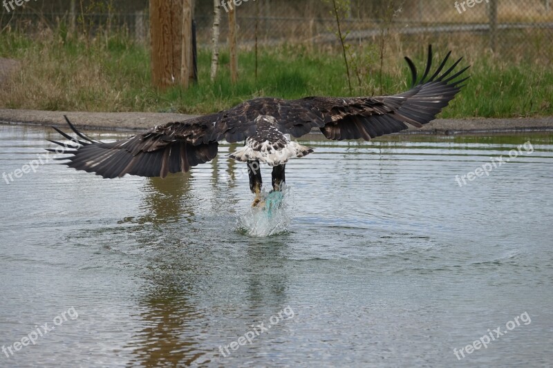 Eagle Wildlife Zoo Predator Bird