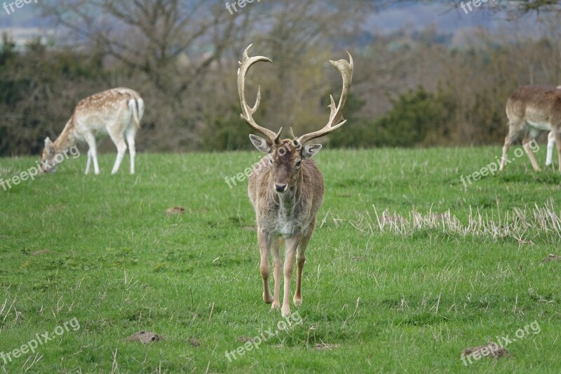 Deer Wildlife Zoo Animal Nature