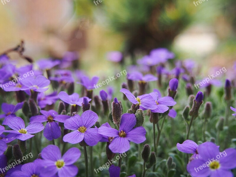 Garden Spring Nature Plant Flowers