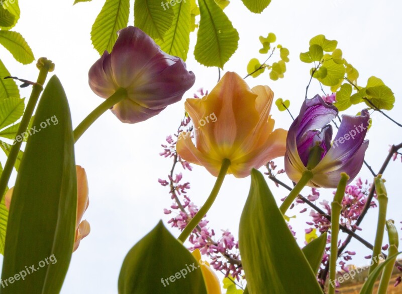 Tulips Flowers Spring Petals Colors