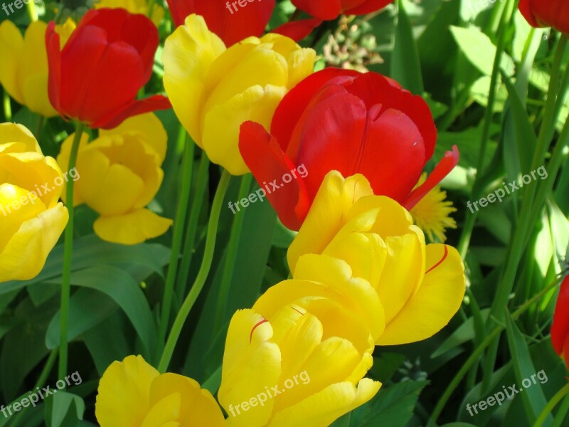 Tulips Close Up Early Bloomer Free Photos