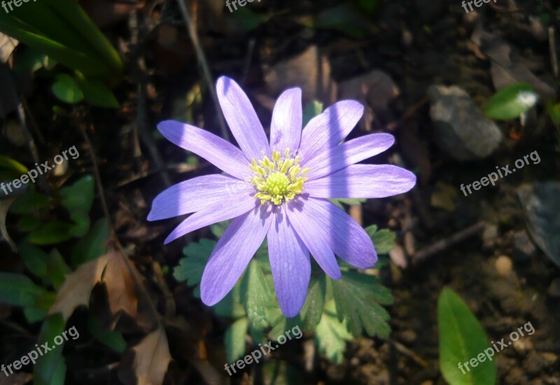 Anemone Greek Anemone Plant Flower A Garden Plant