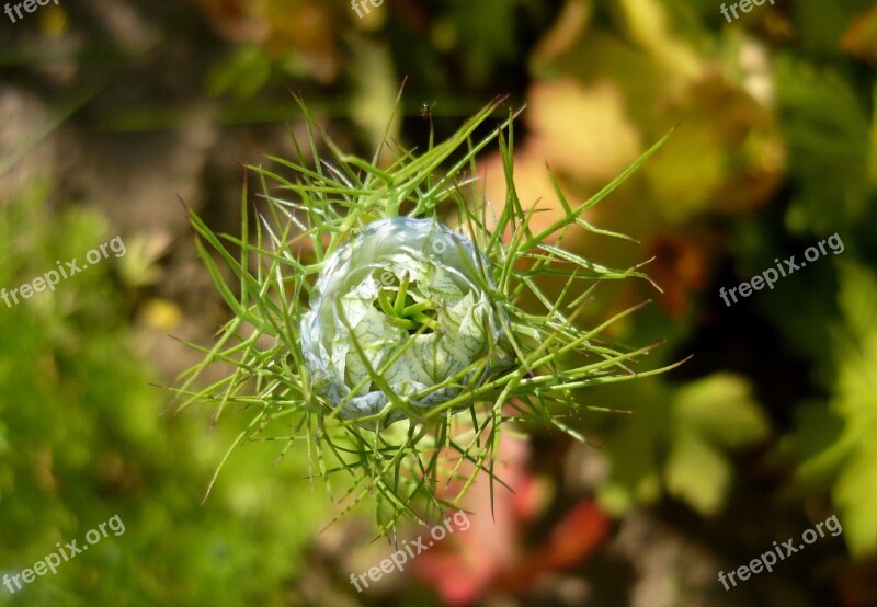 Czarnuszka Damascus Czarnuszka Flower A Flower Garden Free Photos