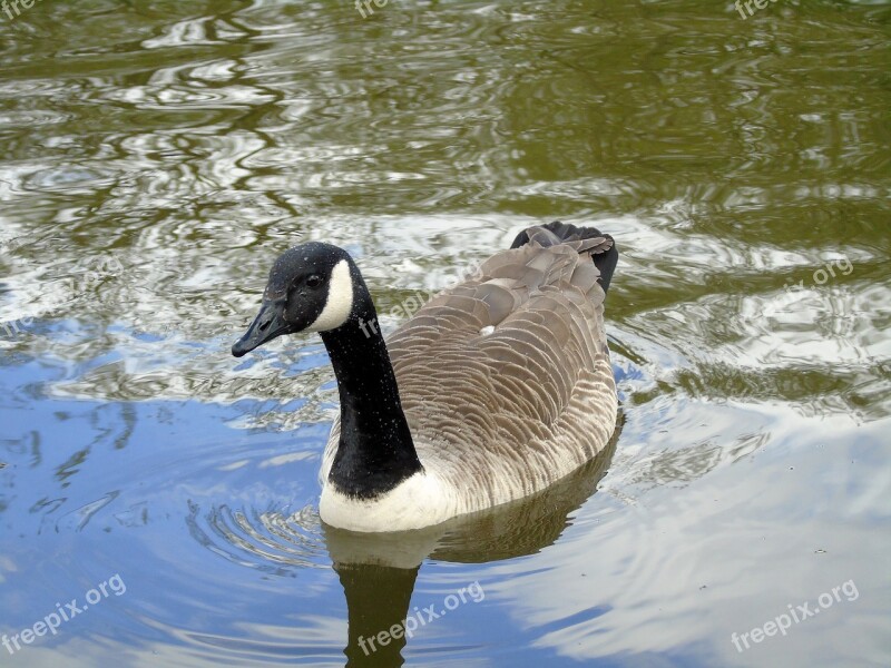 Bernikla Canadian Bird Water Bird Nature Wild Birds