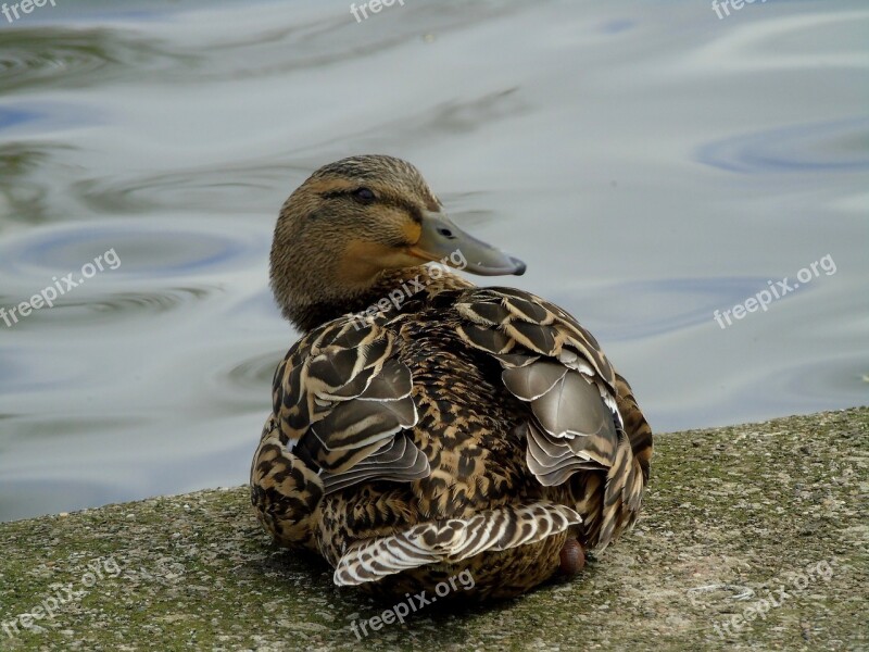 Crossword Bird Water Bird Duck Hybrid