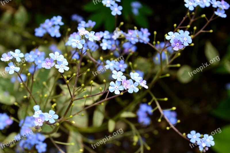 Brunera Wielkolistna Bruner Garden Flowers Perennial Perennials