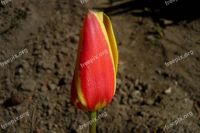 Tulip 'giuseppe Verdi Tulip Flower Plant A Flower Garden