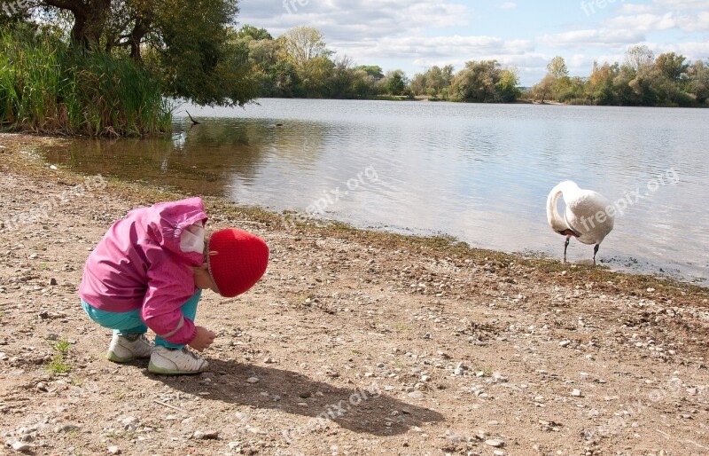 Swan Baby Girl Hoot Child Swans