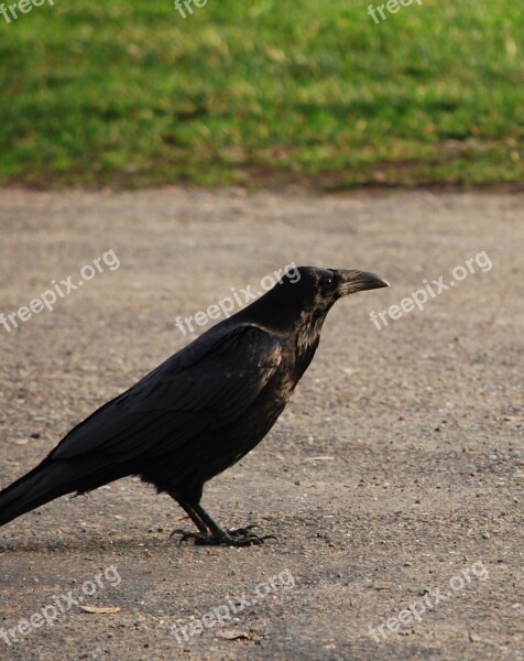 Raven Bird Wildlife Free Photos