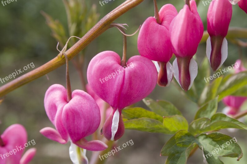 Flower Heart Bleeding Heart Garden Blossom