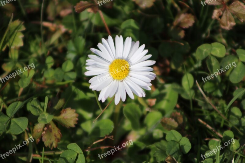 Flower Nature Beautiful Flower Spring Garden