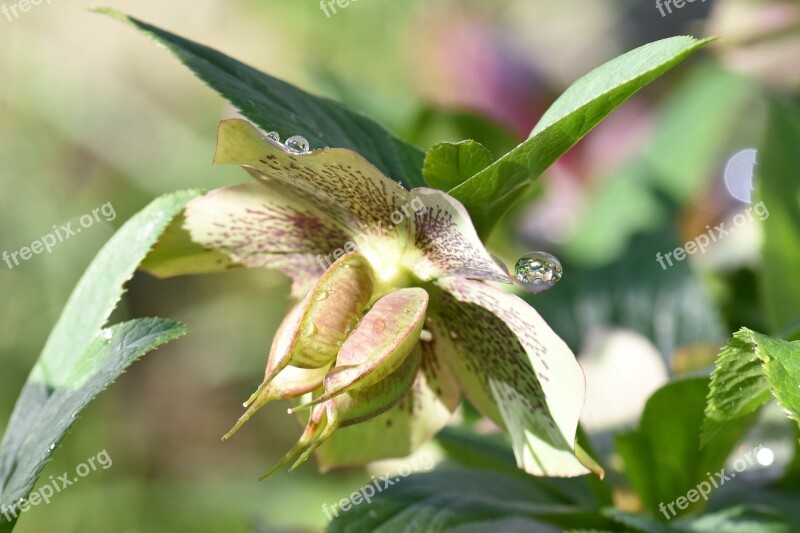 Christmas Rose Flower Bloom Drop Of Water Nature