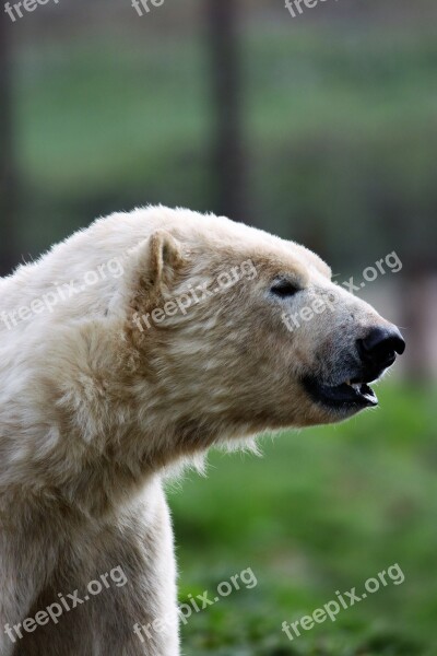 Polar Bear White Bear Bear Polar White