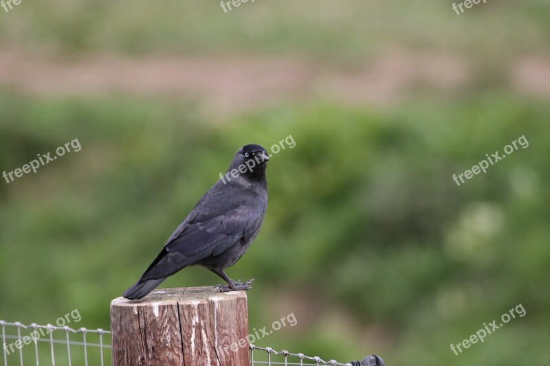 Raven Crow Bird Animal Nature