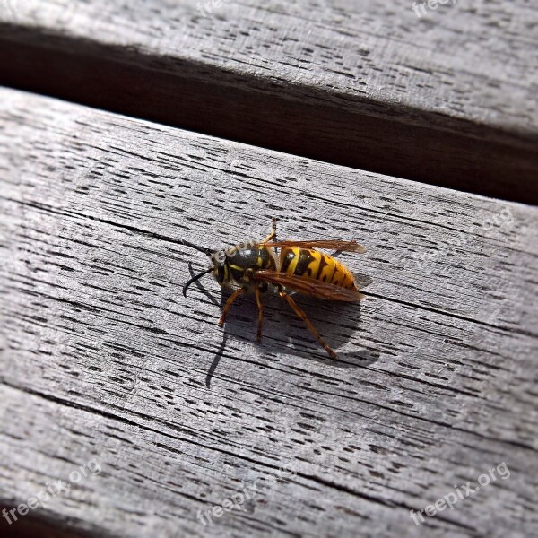 Insect Wasp Wasp Queen Young Queen Large