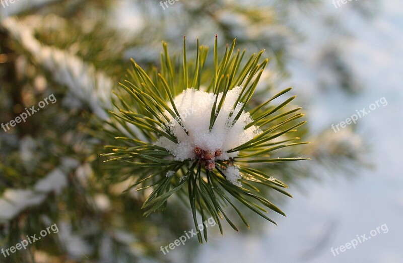 Winter Snow Spruce Winter Forest Krupnyj Plan