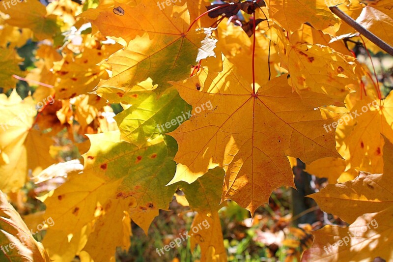 Autumn Autumn Leaves Sun Golden Autumn Yellow Leaves