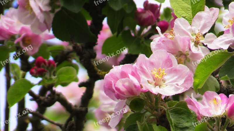 Pink Spring Flowers Pink Spring Day Pink April