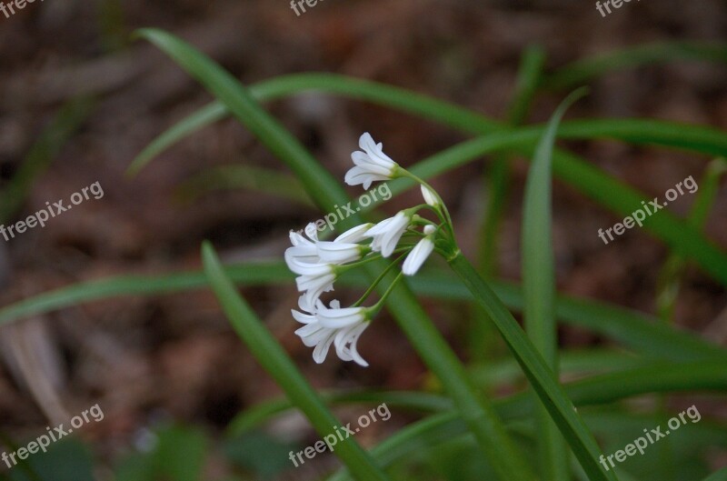 Flower Perce-neige Spring Nature Garden