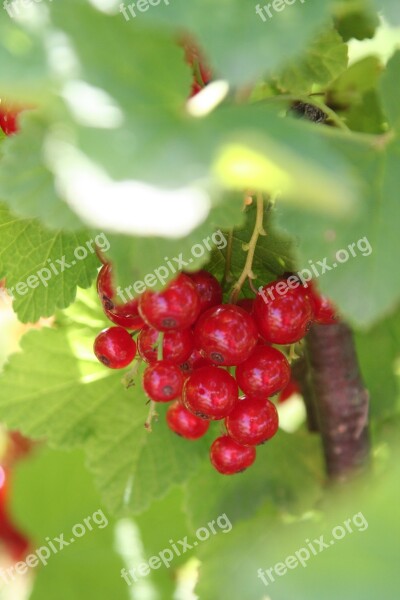 Currants Shrub Fruit Leaves Berries