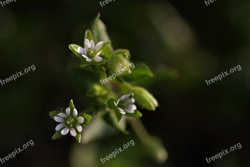 Daisy Tiny White Grasshopper Little Flowers