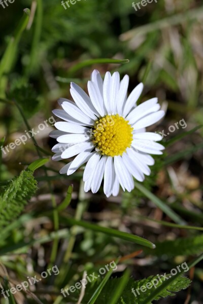 Daisy Single Flower Tiny Grass