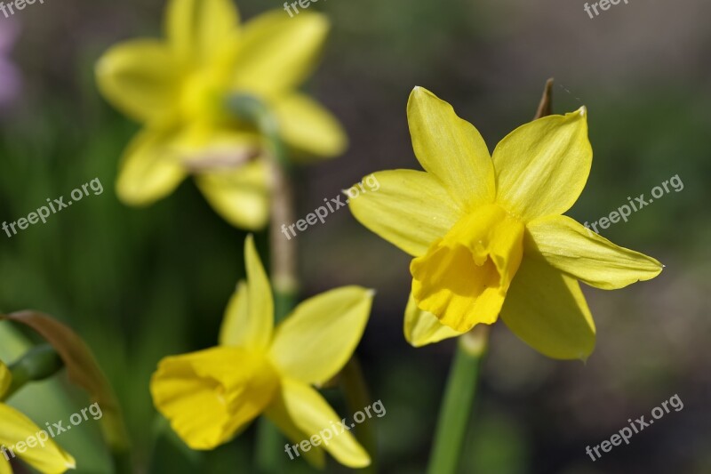 Daffodils Flower Spring Garden Sunny