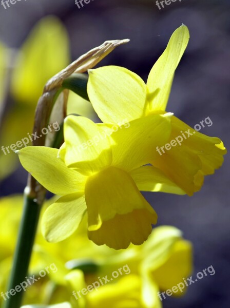 Daffodils Flower Spring Garden Sunny