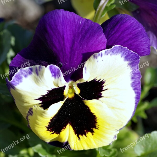 Pansy Flower Blue Yellow Black