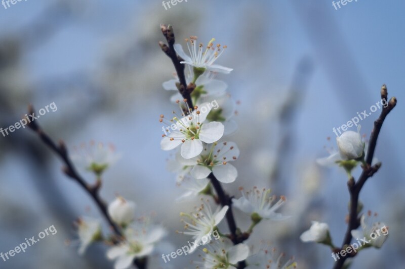 Spring Flowers White Blackthorn Flowering