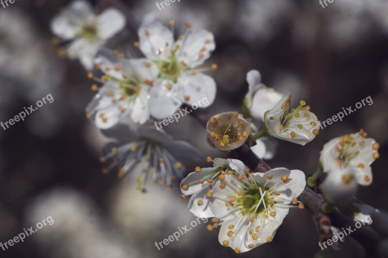 Spring Flowers White Blackthorn Flowering