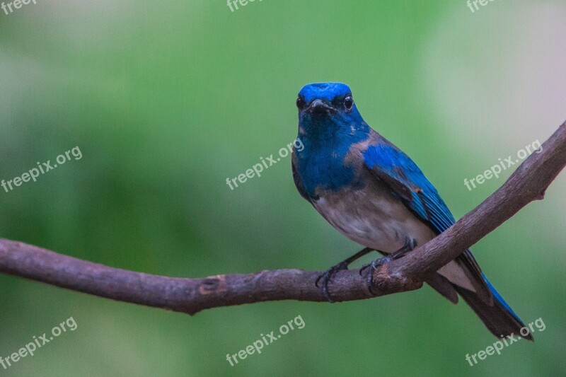 Birds Blue Flycatcher Free Photos