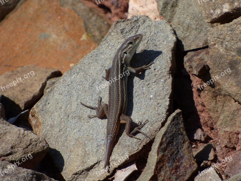 Lizard Sargantana Reptile Rocks Tail Cut