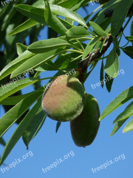 Almond Almond Tree Spring Leaves Sky