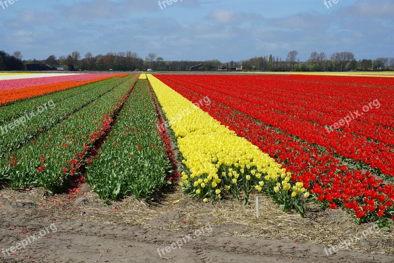 Flowers Tulips Tulip Field Holland Spring Flowers