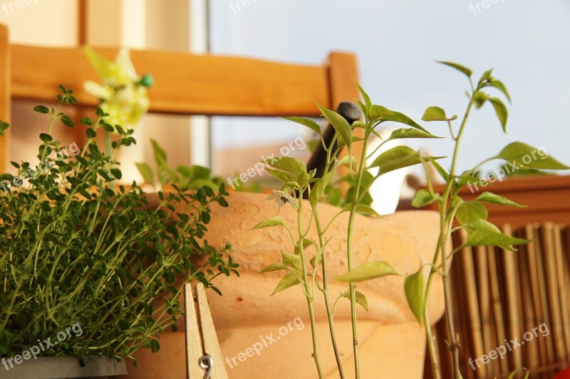 Chili Plant Herbs Potted Plant Leaves