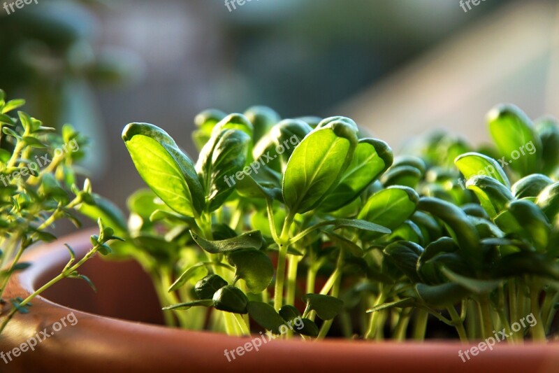 Basil Herbs Leaf Plant Eat